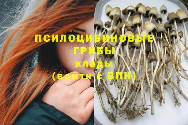 прущие грибы Беломорск