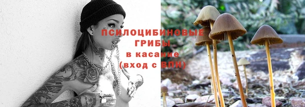 прущие грибы Беломорск